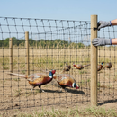 Premium Lightweight Mesh Fencing for Birds and Animals - 100m Roll with High Tensile Strength and UV Stabilisation
