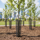 Premium Expanding Tree Guard Protector - 5 Pack for Young Trees, UV Resistant, Anti-Rodent, Easy Installation