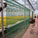 Premium Extruded Insect Mesh 1m x 50m - Green UV Protected for Organic Crop Protection