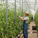 Premium Green PVC Coated Galvanized Tension Wire for Fencing, Gardening, and DIY Projects - 25m or 52m Lengths, 2mm Diameter