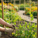 Premium Biodegradable Jute Pea & Bean Netting 1.8m x 1.8m for Climbing Vegetables with 100mm Mesh Size