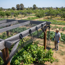 Premium Netting Clips - Pack of 10, Durable and Versatile for Securing Fencing, Windbreaks, and Greenhouse Netting