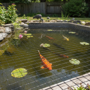 Premium Pond Netting with Large 50mm x 50mm Mesh - 100m Roll for Fish Protection and Debris Prevention